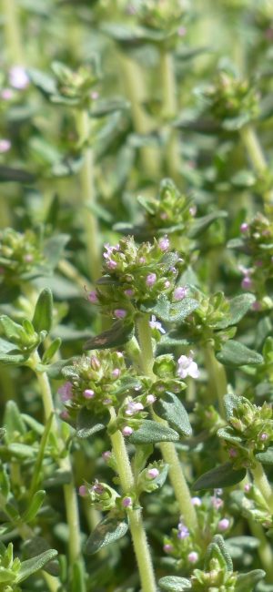 KEKİK aricilarbirligi.com