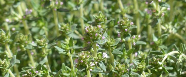 KEKİK aricilarbirligi.com